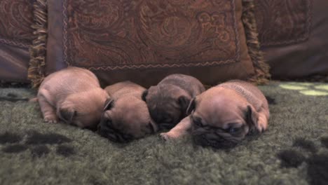 Cachorros-De-Bulldog-Francés-De-Pura-Raza-Recién-Nacidos-Abrazados-En-Un-Sofá