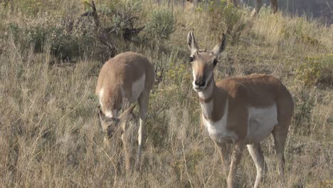 Pronghorn-doe-and-calf-browsing-in-sagebrush-in-Yellowstone-National-Park,-USA