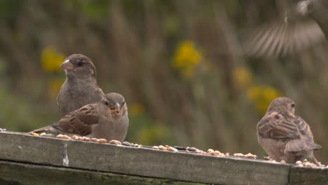 Pair-of-house-sparrows-feeding-on-bird-table-in-garden-in-Scotland,-slow-motion