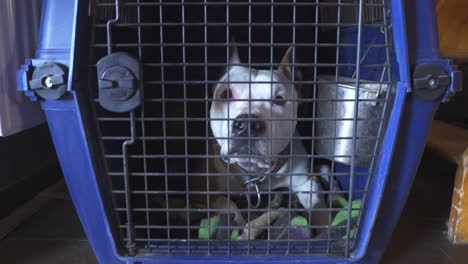 Purebred-cane-corso-dog-looking-from-inside-a-transport-cage
