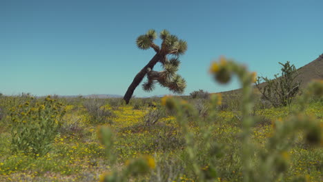 Reichlich-Blühende-Frühlingsblumen-Blühen-In-Der-Mojave-Wüste-Mit-Blüten-Im-Vordergrund-Und-Einem-Joshua-Baum-Im-Hintergrund---Gleitende-Parallaxe