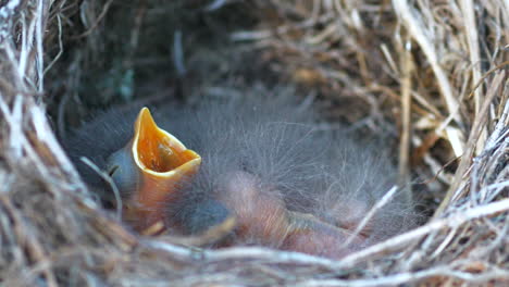 Close-up-of-white-wagtail-newly-hatched-chicks-in-a-nest