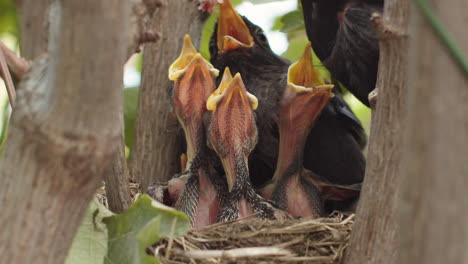Blackbird's-nest-with-chicks-and-female,-male-brings-food,-slow-motion