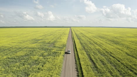 Pick-Up-Truck-Driving-On-The-Unpaved-Road-Between-The-Canola-Fields-on-A-Sunny-Day-In-Saskatchewan,-Canada