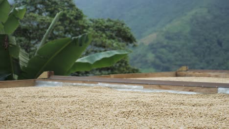 Shot-of-a-coffee-plantation-in-Colombia-where-coffee-beans-are-sorted-cleaned-drilled-and-treated-dried-in-sun-and-prepared-artisanal-process-in-traditional-village-farmland-of-Colombia-Sierra-Nevada