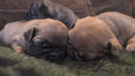 Neugeborene-Reinrassige-Französische-Bulldoggenwelpen,-Die-Zusammen-Auf-Einer-Decke-Schlafen