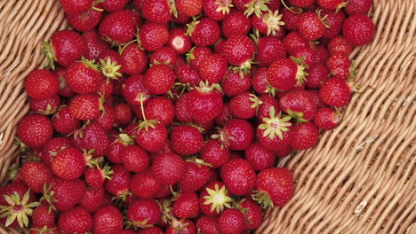 Fresh-picked-strawberries-dropped-into-basket,-high-angle,-slow-motion