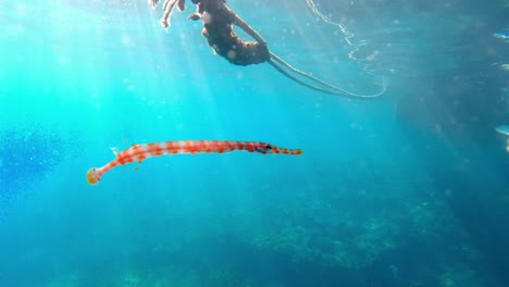 Beautiful-Banded-Pipefish-Swimming-On-The-Blue-Ocean