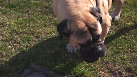 Adult-pedigreed-purebred-bull-mastiff-eating-grass-and-looking-around-in-a-garden