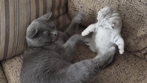 gray-cat-playing-with-a-Scottish-Fold-kitten