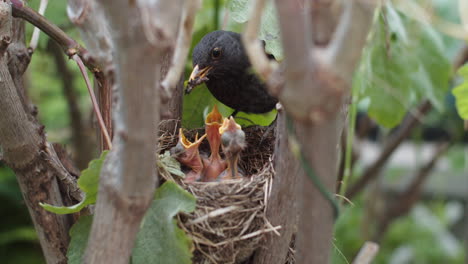 Blackbird-mom-gets-to-nest-and-feeds-newborn-chicks,-close-up,-day