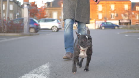 Beautiful-black-french-Bulldog-walking-on-a-concrete-road-facing-the-camera