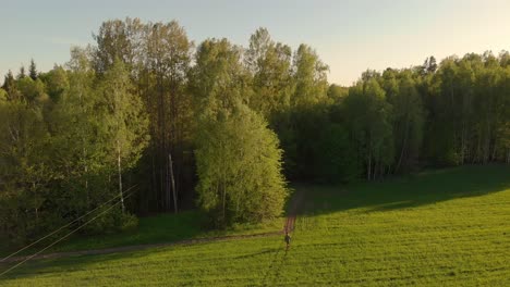 Vogelperspektive-Einer-Person,-Die-Im-Frühling-Bei-Sonnenuntergang-Auf-Einem-Windstillen-Feld-Spazieren-Geht