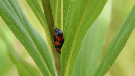 Black-and-Red-Froghopper-sitting-between-Leaves-of-a-Plant-in-a-Meadow