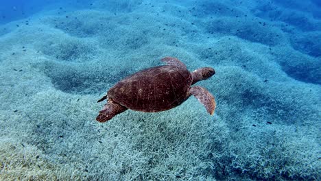 A-beautiful-brown-Sea-Turtle-swimming-right-above-the-bed-of-corals---underwater