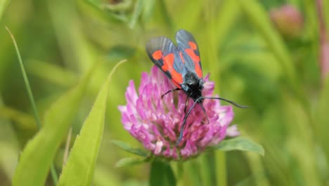Six-Spot-Burnet-Moth-Sitting-on-a-Purple-Blooming-Clover-Feeding,-Close-Up