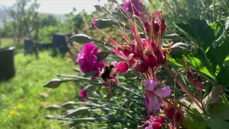 Biene-Bestäubt-Blume-Im-Sommergarten,-Zeitlupe