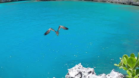 Brown-Booby-Bird-Perched-On-The-Rocks-And-Flying-Towards-The-Beautiful-Blue-Ocean