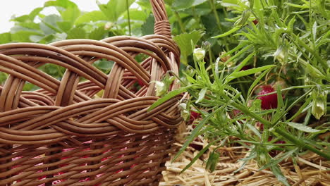 Basket-set-on-ground-in-field-of-fresh-strawberries,-close-up