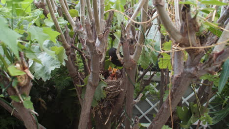 Wide-angle-of-female-blackbird-reaching-nest-to-feed-newborn-chicks,-day