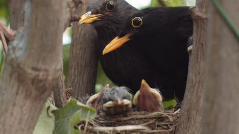 Sleepy-blackbird-chicks-with-mother,-father-leaves,-close-up,-slowmo