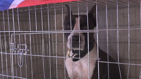 Purebred-cane-corso-dog-looking-from-inside-a-metal-cage