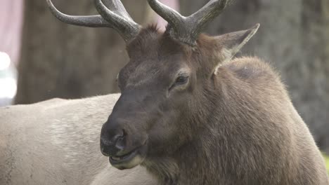 Elk-Bull-Masticando-Cud-En-Mamut,-Parque-Nacional-De-Yellowstone,-Estados-Unidos