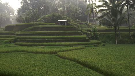 Aerial-Shot-Of-Terraces-In-Beautiful-Green-Bali-Rice-Field
