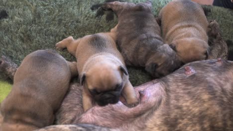 Cachorros-De-Bulldog-Francés-Recién-Nacidos-Chupando-Leche-De-Su-Madre