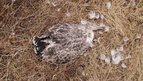 Top-view-of-dead-seagull-bird-body-and-feathers-on-brown-straw-ground,-close-up-static