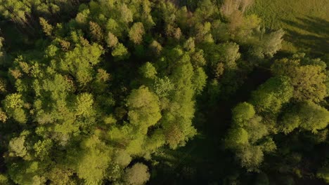 Aerial-moving-horizontally-above-forests-in-Latvia-Kurzeme