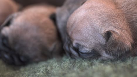 Cachorros-De-Bulldog-Francés-De-Pura-Raza-Recién-Nacidos-Abrazados-En-Una-Manta