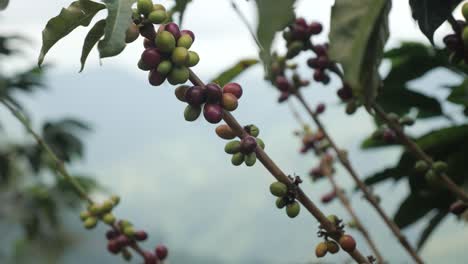 Eine-Nahaufnahme-Von-Roten-Kaffeebohnen-Und-Beerenpflanzen-Auf-Einer-Plantage-In-Kolumbien,-Wo-Die-Bohnen-Bereit-Sind,-In-Einer-Traditionellen-Kaffeedorffarm-In-Sierra-Nevada-Kolumbien-Geerntet-Zu-Werden