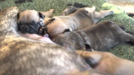 Cachorros-De-Bulldog-Francés-Recién-Nacidos-Chupando-Leche-Juntos-De-Su-Madre