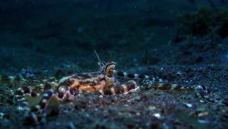 Wunderpus-Octopus-Lembeh-Indonesia-4k-25fps