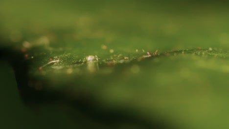 Blattläuse-Mikroorganismuslarven-Insektensaftsauger-Fressen-Ein-Blatt-Extreme-Nahaufnahme