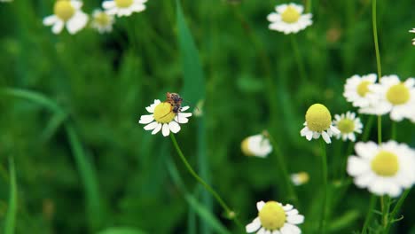 Mating-Between-Two-Bugs-On-Chamomile-Flower