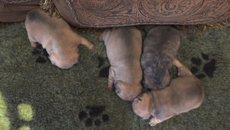 Neugeborene-Reinrassige-Französische-Bulldoggenwelpen,-Die-Zusammen-Auf-Einer-Couch-Schlafen