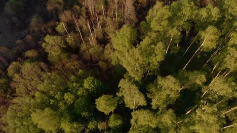 Top-down-drone-view-of-green-birch-tree-forest-in-northern-Europe,-day