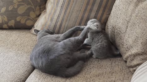 gray-mom-cat-playing-with-scottish-fold-kitten