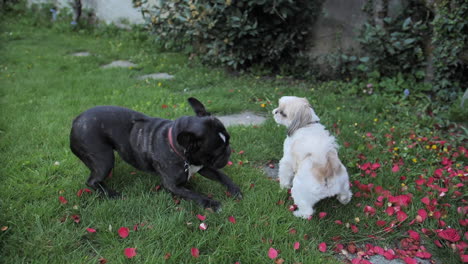 Beautiful-black-french-Bulldog-playing-with-a-white---brown-Shih-Tzu-on-the-lawn