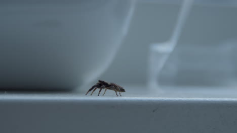 small-spider-crawling-on-white-windowsill