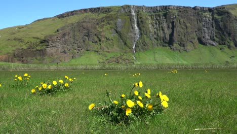 Panning-along-a-green-prairie-with-yellow-flowers-with-Drifandi-waterfall-coming-over-the-cliff-in-the-background