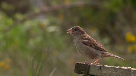 House-sparrow-flying-from-bird-table-in-Scotland,-slow-motion