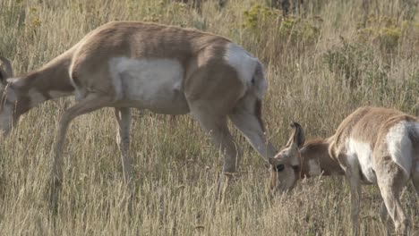 Pronghorn-doe-and-calf-grazing-and-browsing-in-Yellowstone-National-Park,-USA