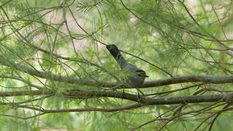 Gray-Catbird-Moves-Around-On-A-Branch-Then-Leaves-Frame