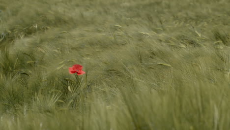 Red-flower-alone-in-grassy-field,-slow-motion