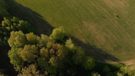 Aerial-flying-over-trees-and-fields-in-the-Latvian-Courland-on-a-sunny-evening