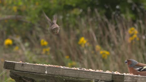 House-sparrow-feeding-on-bird-table-and-taking-off-in-garden-in-Scotland