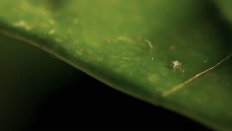 Microorganismo-Larvas-áfidos-Insecto-Arrastrándose-Sobre-Una-Hoja-Después-De-La-Lluvia-Primer-Plano-Extremo